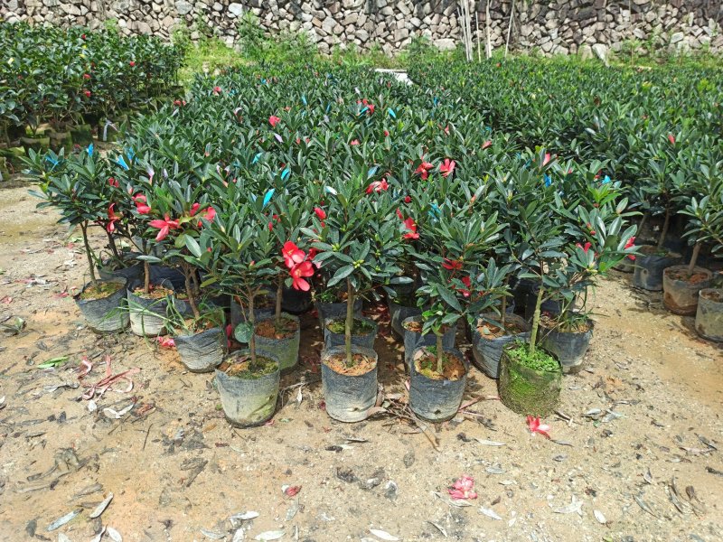 基地直销四季杜鹃茶红山茶带花苞室内外绿植带苞