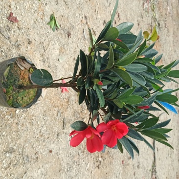 基地直销四季杜鹃茶红山茶带花苞室内外绿植带苞