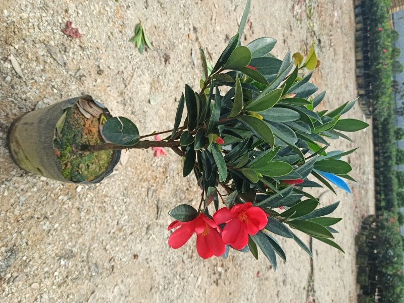 基地直销四季杜鹃茶红山茶带花苞室内外绿植带苞