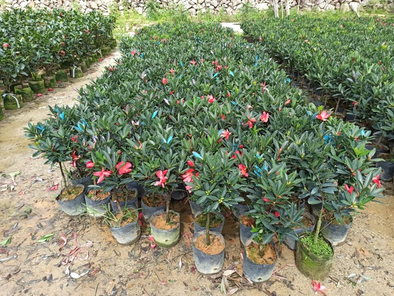 基地直销四季杜鹃茶红山茶带花苞室内外绿植带苞