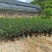 基地直销四季杜鹃茶红山茶带花苞室内外绿植带苞