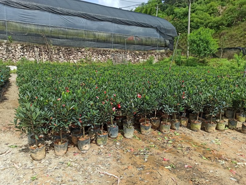 基地直销四季杜鹃茶红山茶带花苞室内外绿植带苞