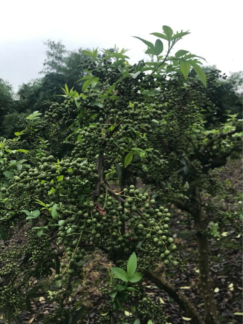 青花椒