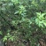 青花椒