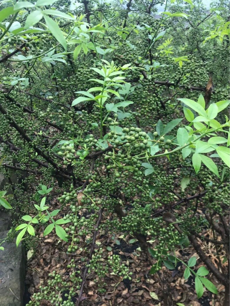 青花椒