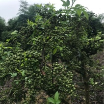 青花椒