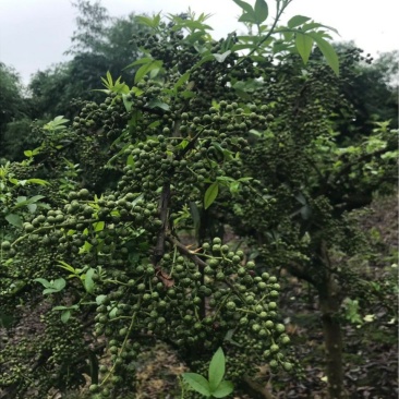 青花椒