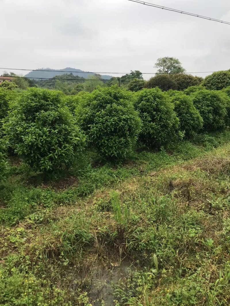 地笼桂花树供应欢迎老板选购，具体情况详谈