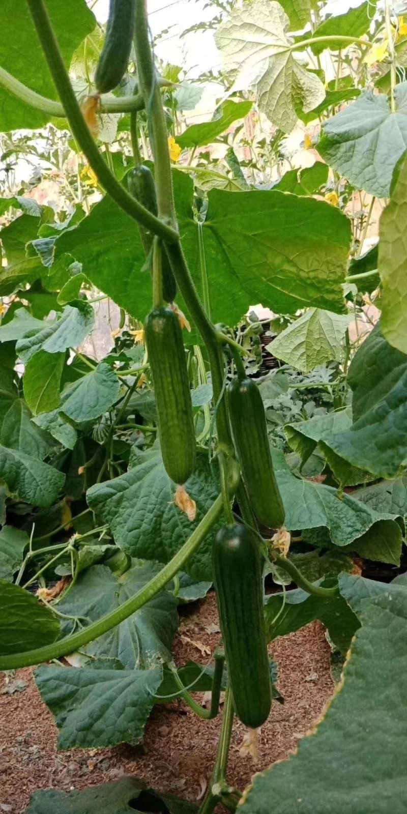 无刺水果黄瓜种子水果黄瓜籽小黄瓜乳瓜种子