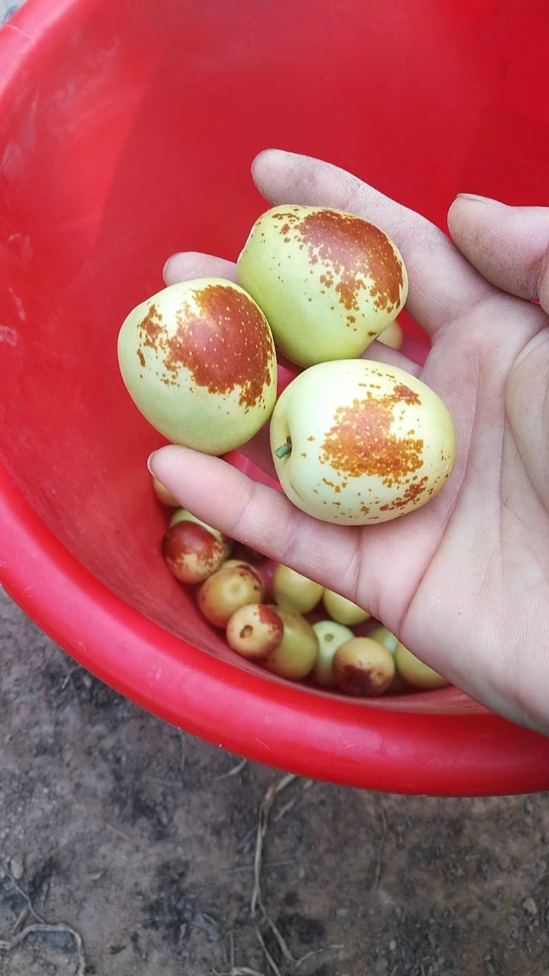 冬枣