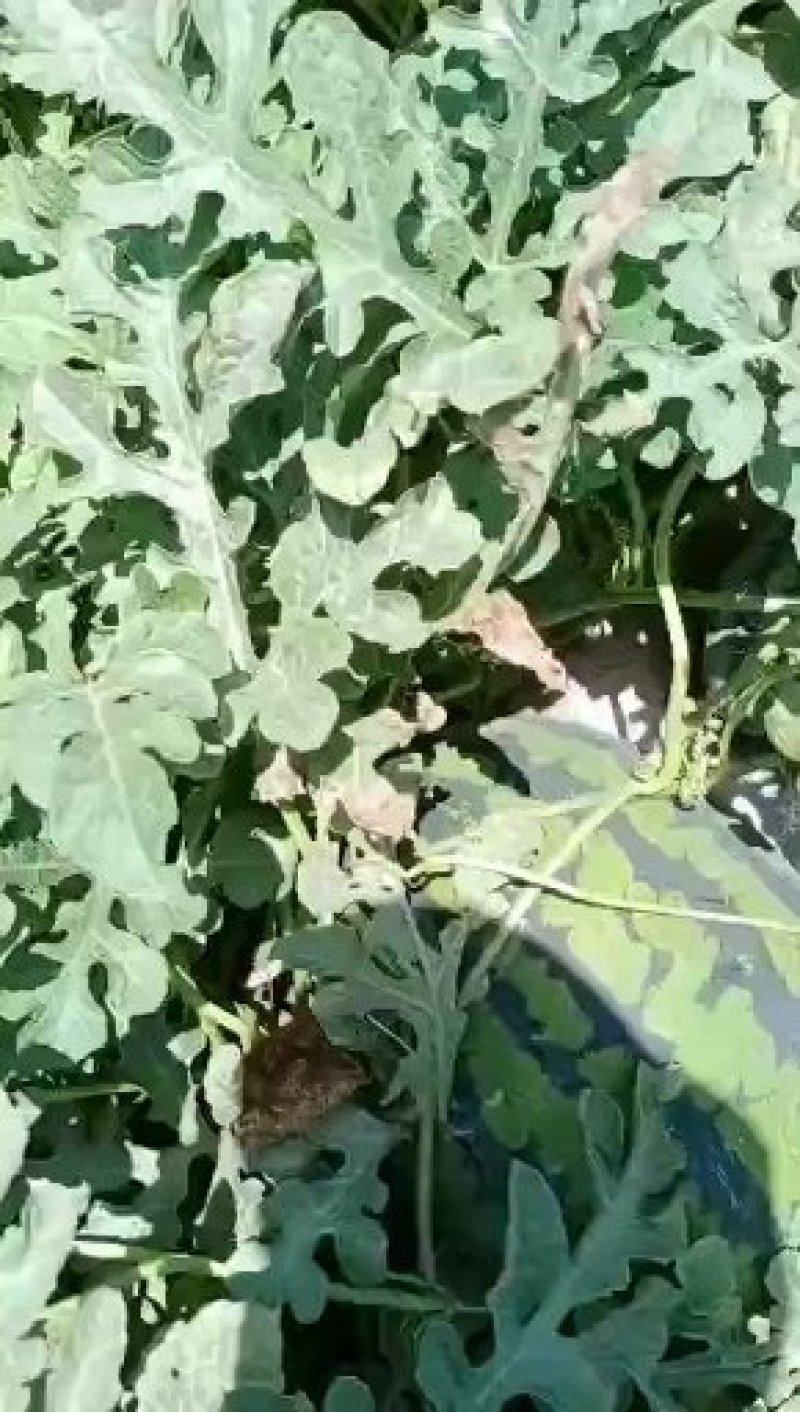 甜王