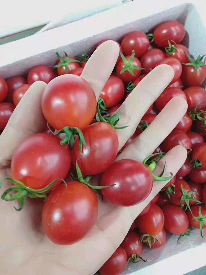 台湾农友千禧小番茄种子苗子千禧圣女果种籽种苗