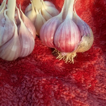 云南高原红特产优质红蒜大蒜！中小种蒜大量供应！价格便宜…