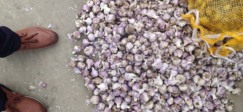 云南高原红特产优质红蒜大蒜！中小种蒜大量供应！价格便宜…