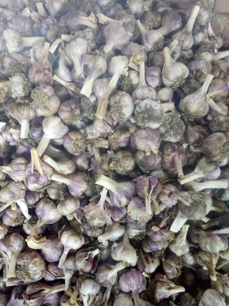 云南高原红特产优质红蒜大蒜！中小种蒜大量供应！价格便宜…
