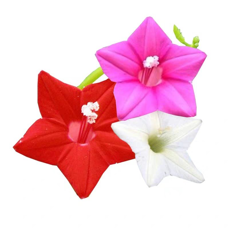 羽叶茑萝花种子四季开花易活庭院室外内盆栽爬藤攀援植物花种