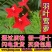 羽叶茑萝花种子四季开花易活庭院室外内盆栽爬藤攀援植物花种