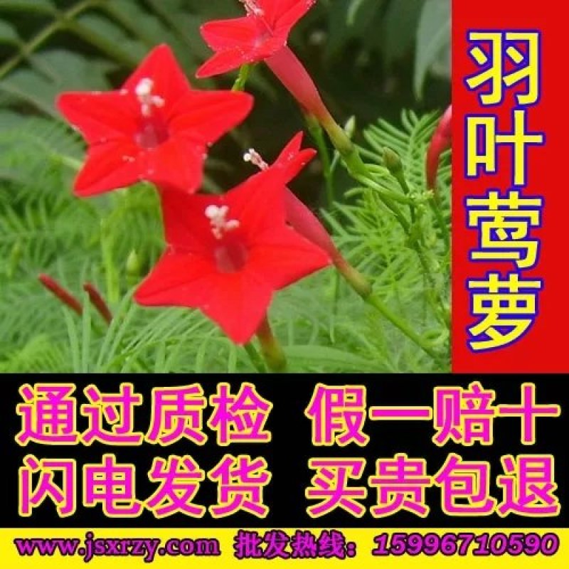 羽叶茑萝花种子四季开花易活庭院室外内盆栽爬藤攀援植物花种