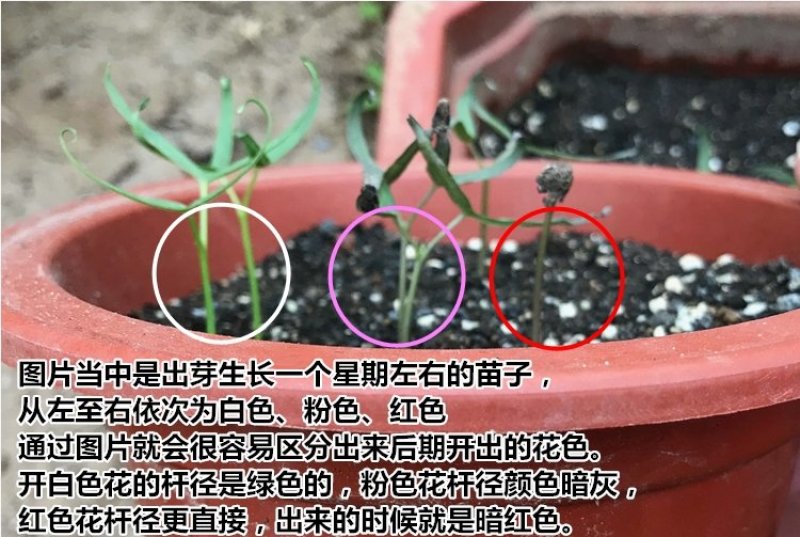 羽叶茑萝花种子四季开花易活庭院室外内盆栽爬藤攀援植物花种