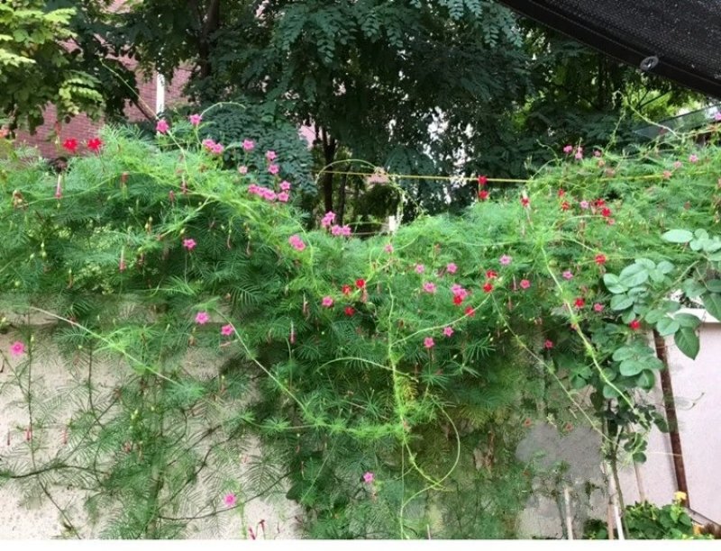 羽叶茑萝花种子四季开花易活庭院室外内盆栽爬藤攀援植物花种