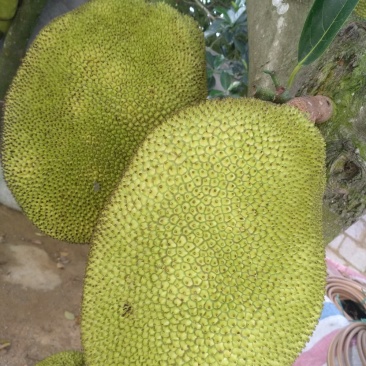 广东菠萝蜜，产地直销，价格优惠，，，，，