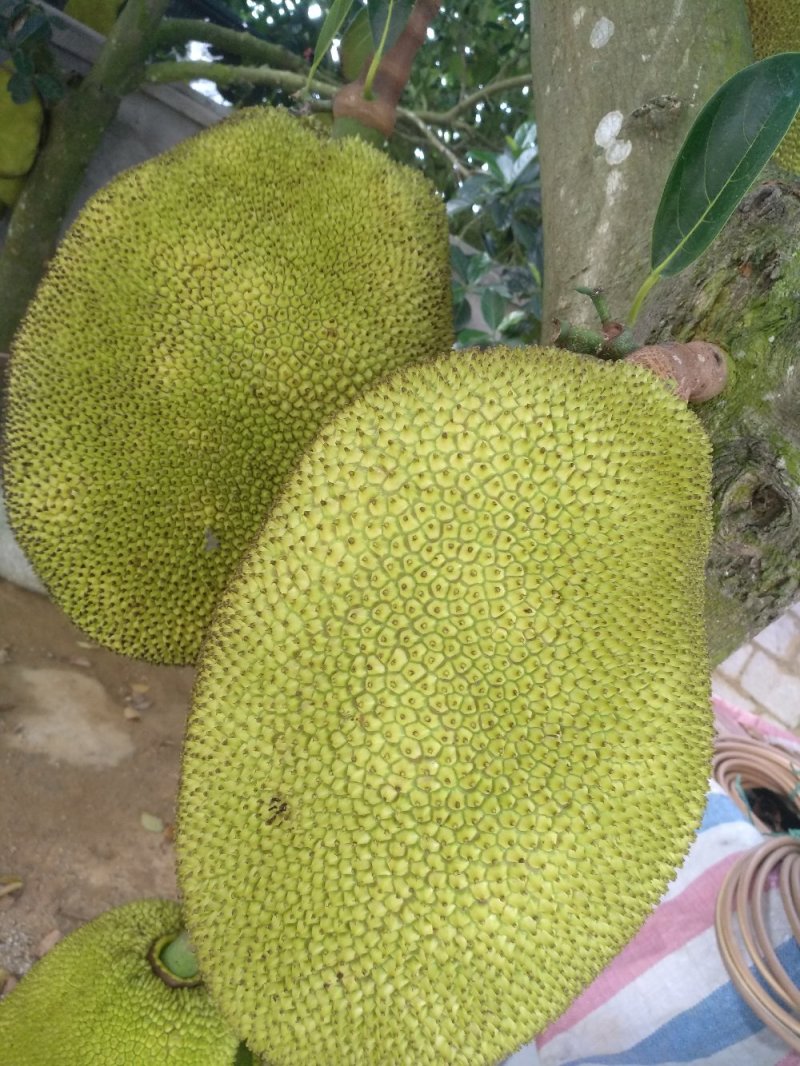广东菠萝蜜，产地直销，价格优惠，，，，，