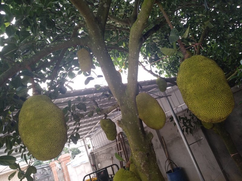 广东菠萝蜜，产地直销，价格优惠，，，，，
