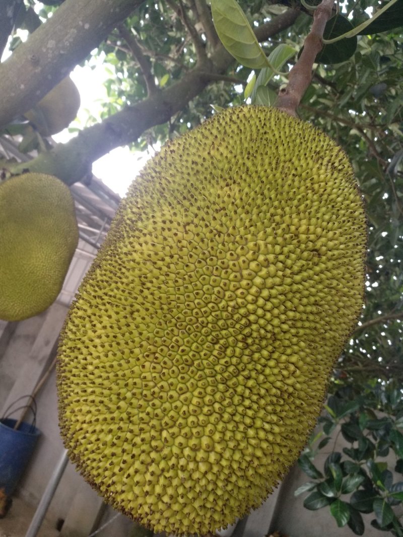 广东菠萝蜜，产地直销，价格优惠，，，，，