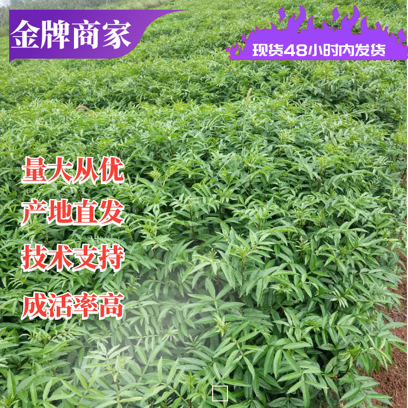 昭通花椒苗九叶青花椒杯苗，成活率高，产量大