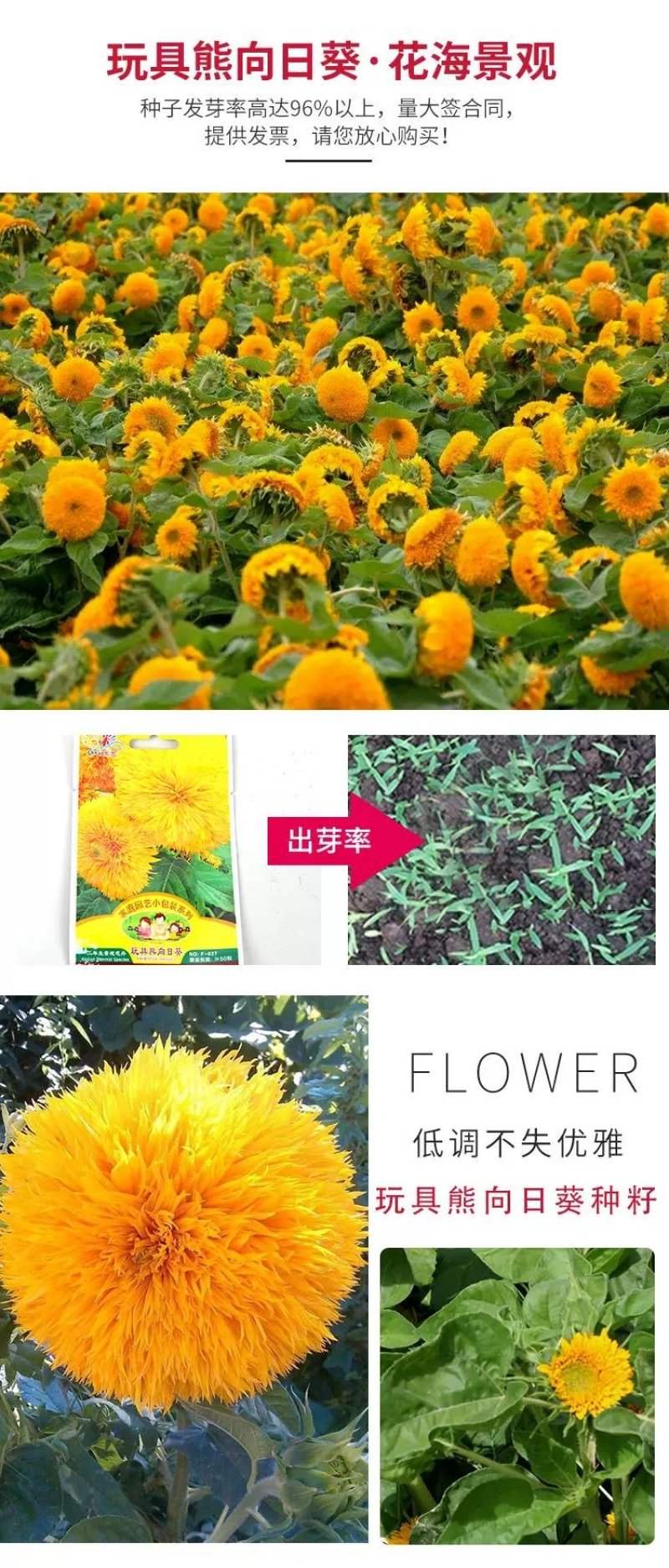 玩具熊向日葵种子/种籽矮生太阳花观赏盆栽四季庭院种植鲜