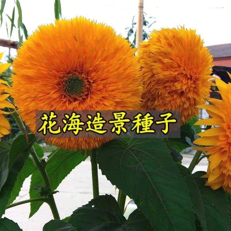 玩具熊向日葵种子/种籽矮生太阳花观赏盆栽四季庭院种植鲜