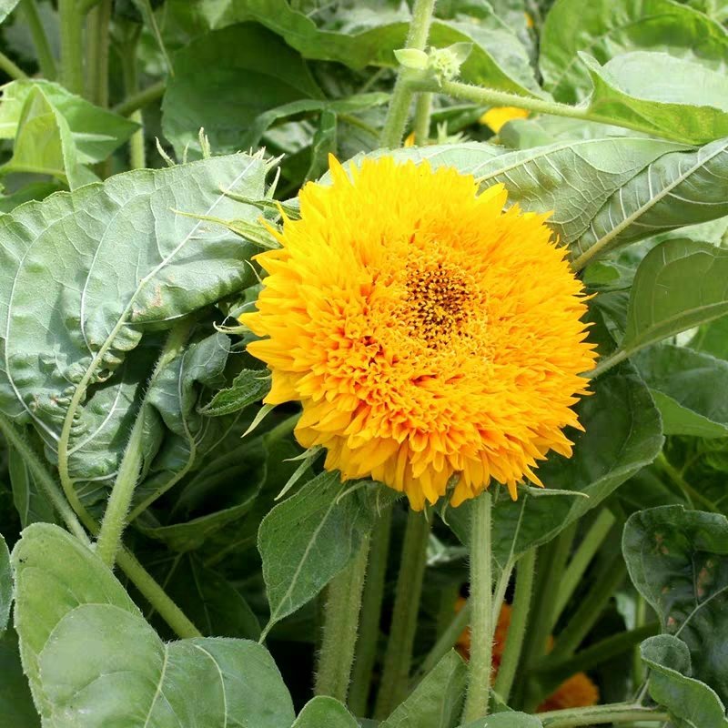 玩具熊向日葵种子/种籽矮生太阳花观赏盆栽四季庭院种植鲜