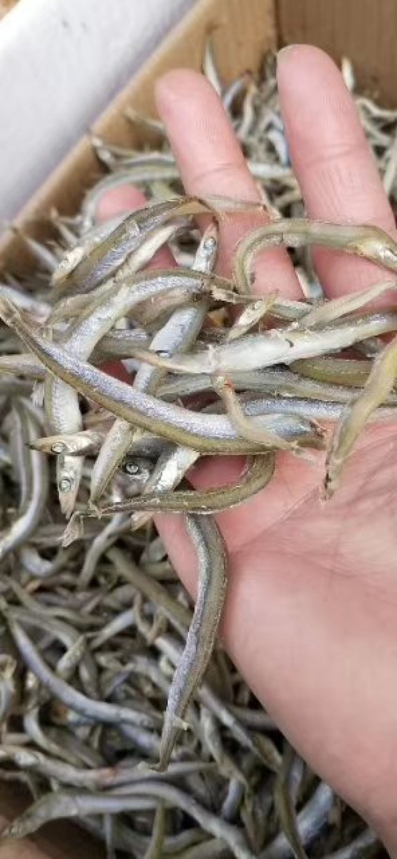 银针鱼产地直发大量现货大小条都有
