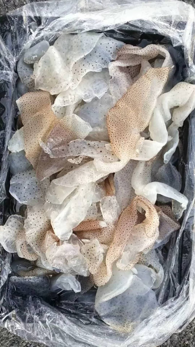 各种海蜇，海蜇皮，海蜇丝