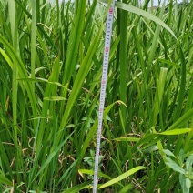 四川菖蒲基地，精品水菖蒲。