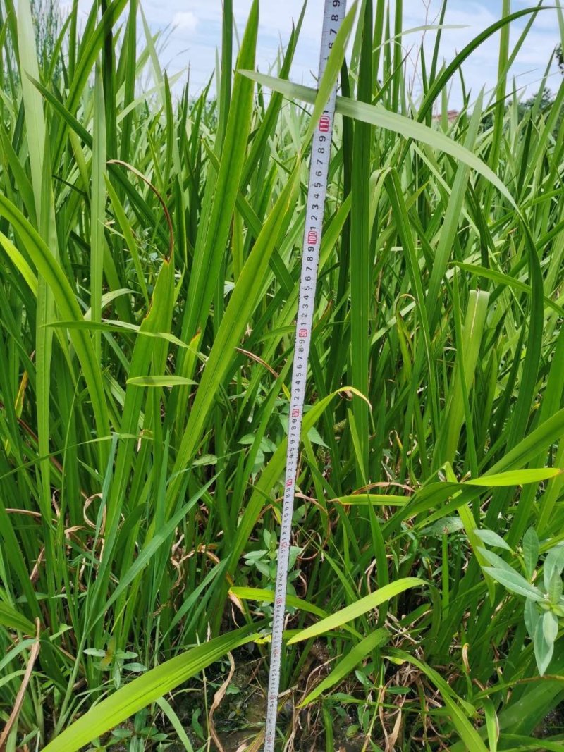 四川菖蒲基地，精品水菖蒲。