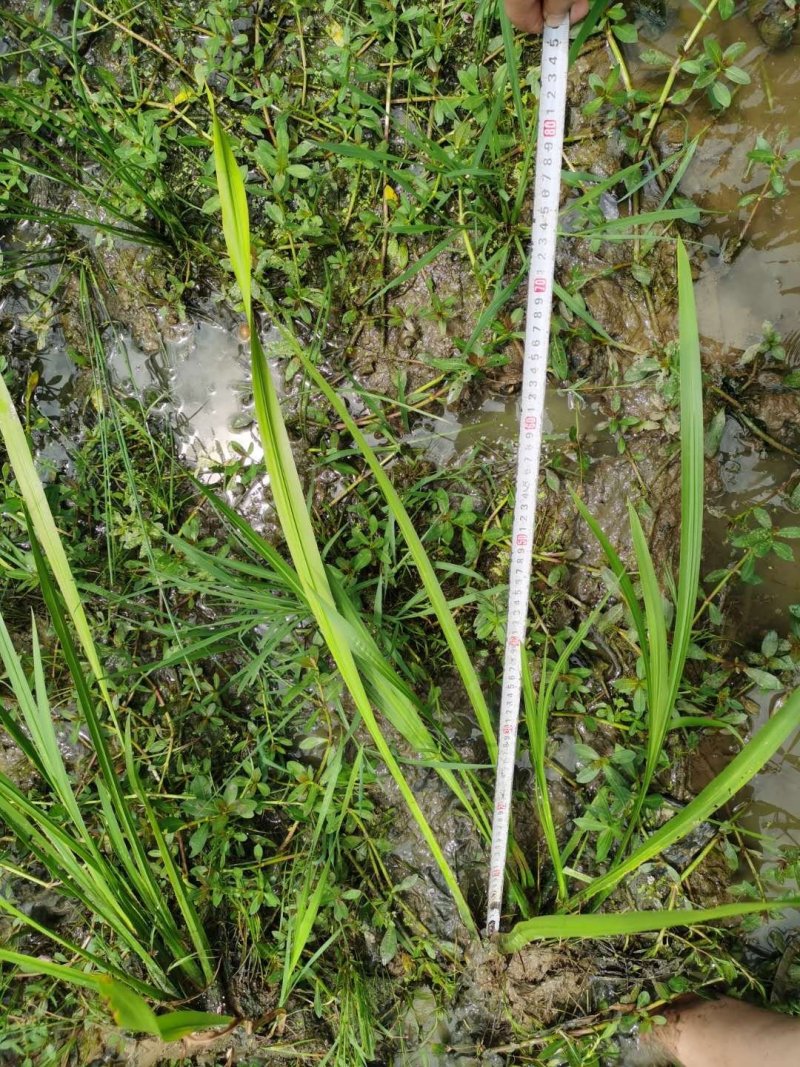 四川菖蒲基地，精品水菖蒲。