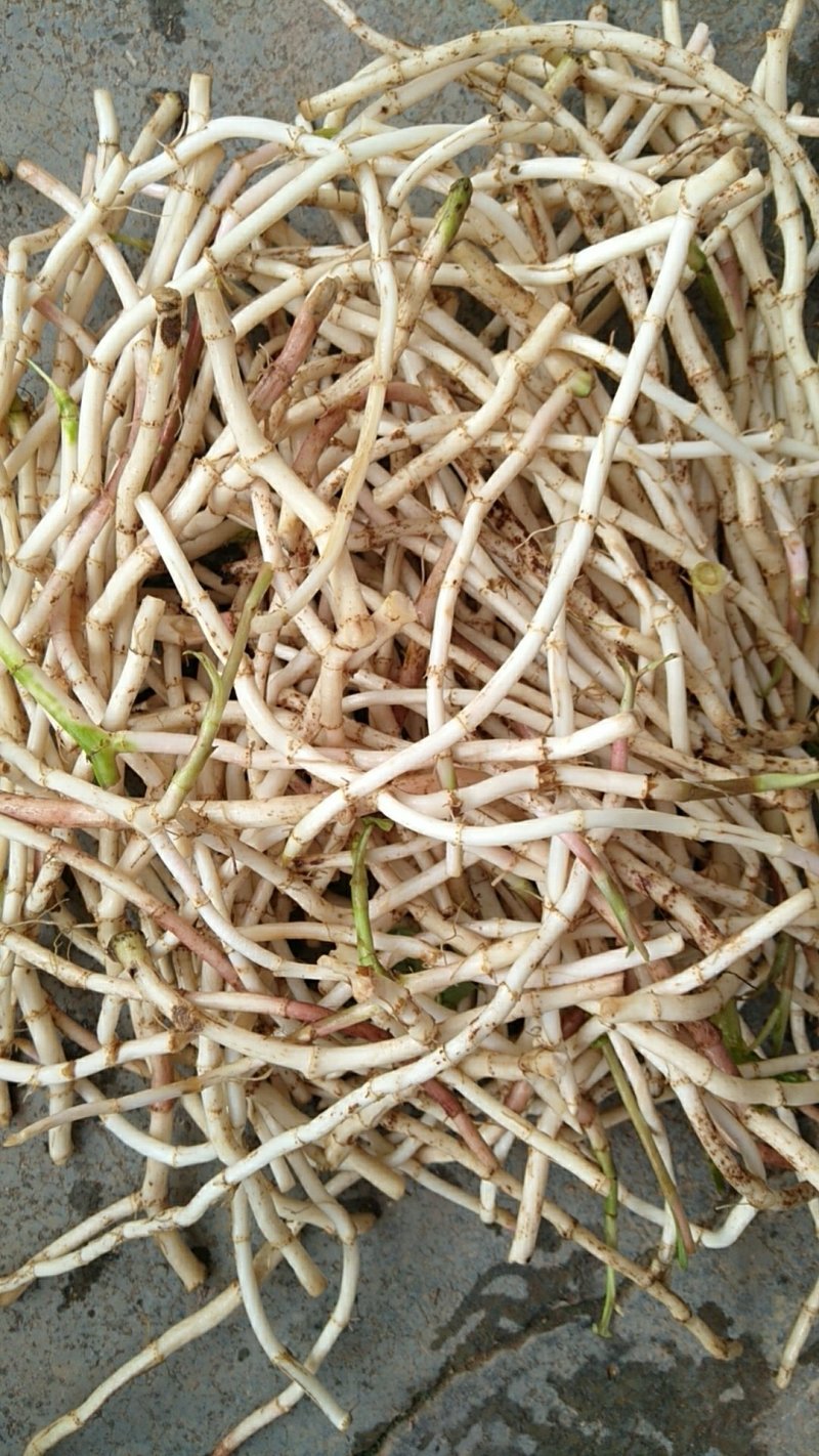 鱼腥草新鲜现挖侧耳折耳根