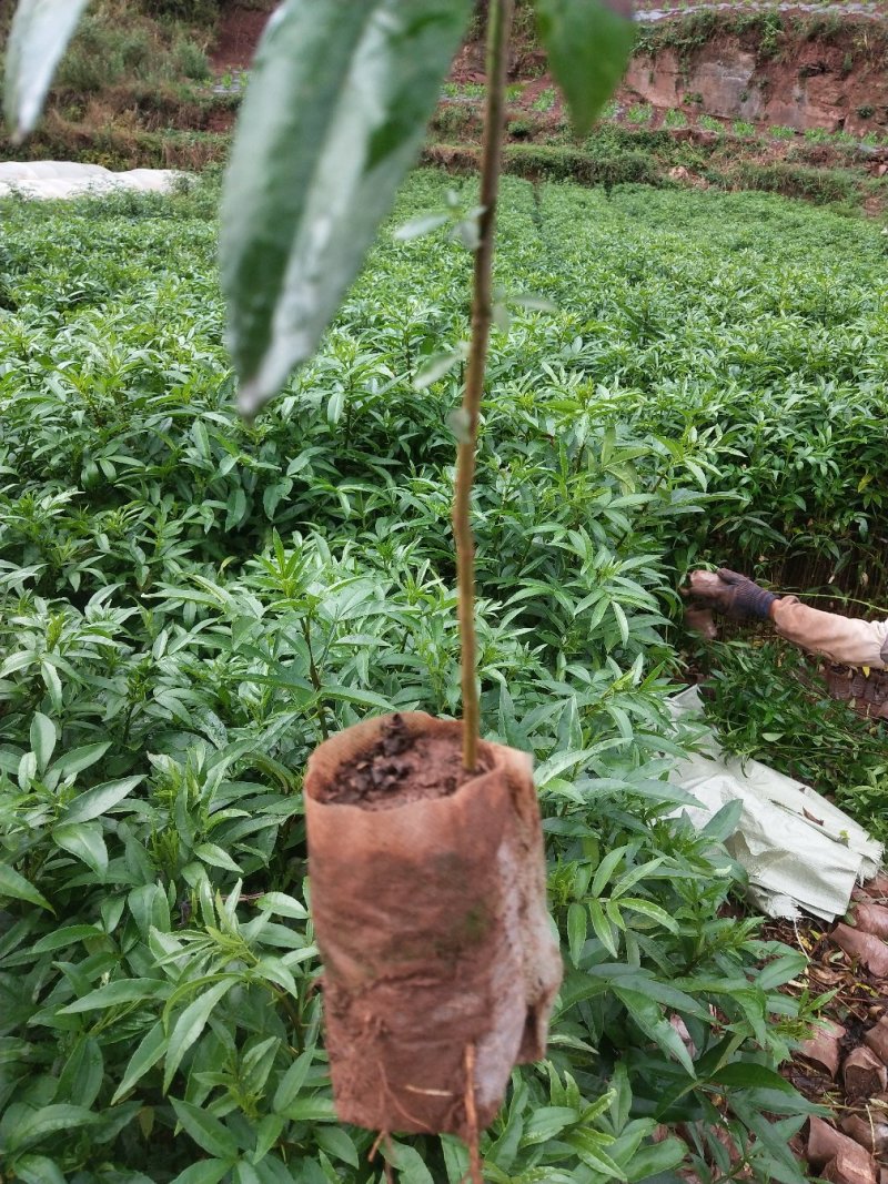 昭通花椒苗九叶青花椒杯苗，成活率高，产量大