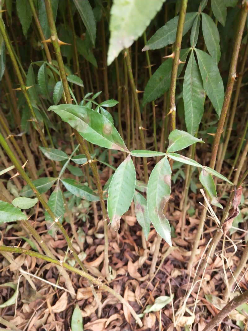 昭通花椒苗九叶青花椒杯苗，成活率高，产量大