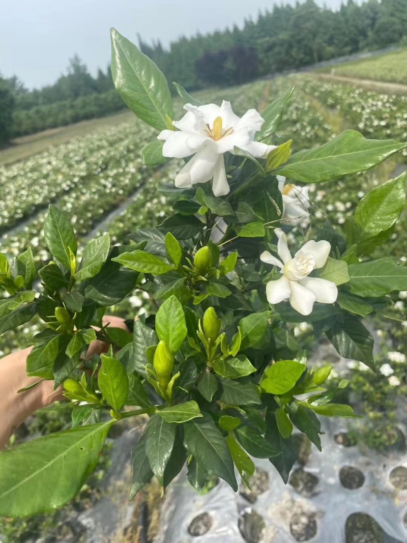 四季栀子杯苗15-25公分