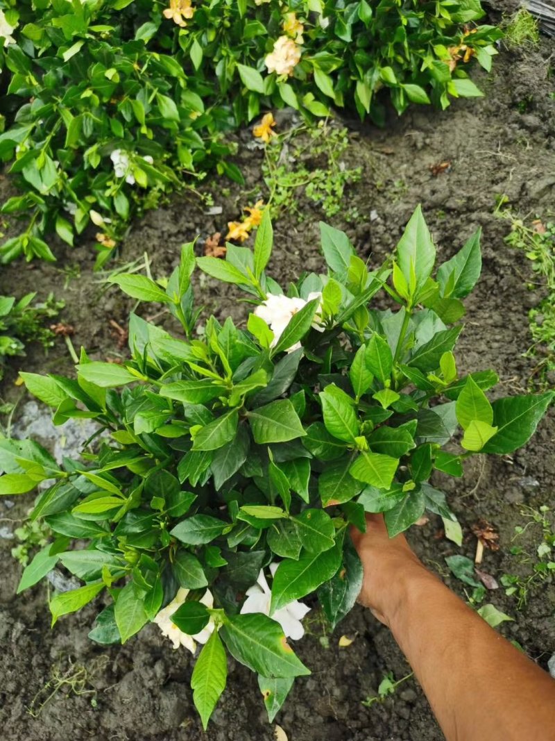 四季栀子杯苗15-25公分
