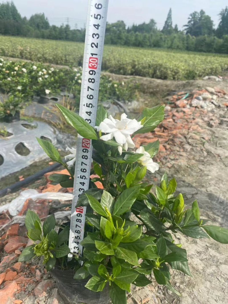 四季栀子杯苗15-25公分