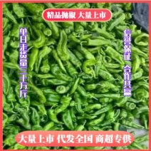 《热销河南商丘》优质精品薄皮鲜抛椒货源充足