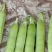 【优质】吉林青豌豆豌豆豌豆荚产地直供