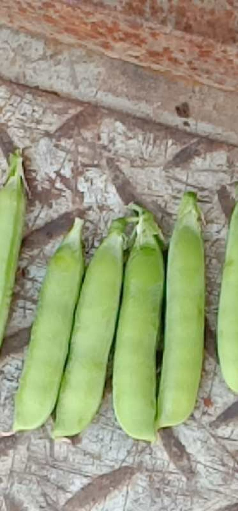 【优质】吉林青豌豆豌豆豌豆荚产地直供