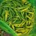 【优质】吉林青豌豆豌豆豌豆荚产地直供