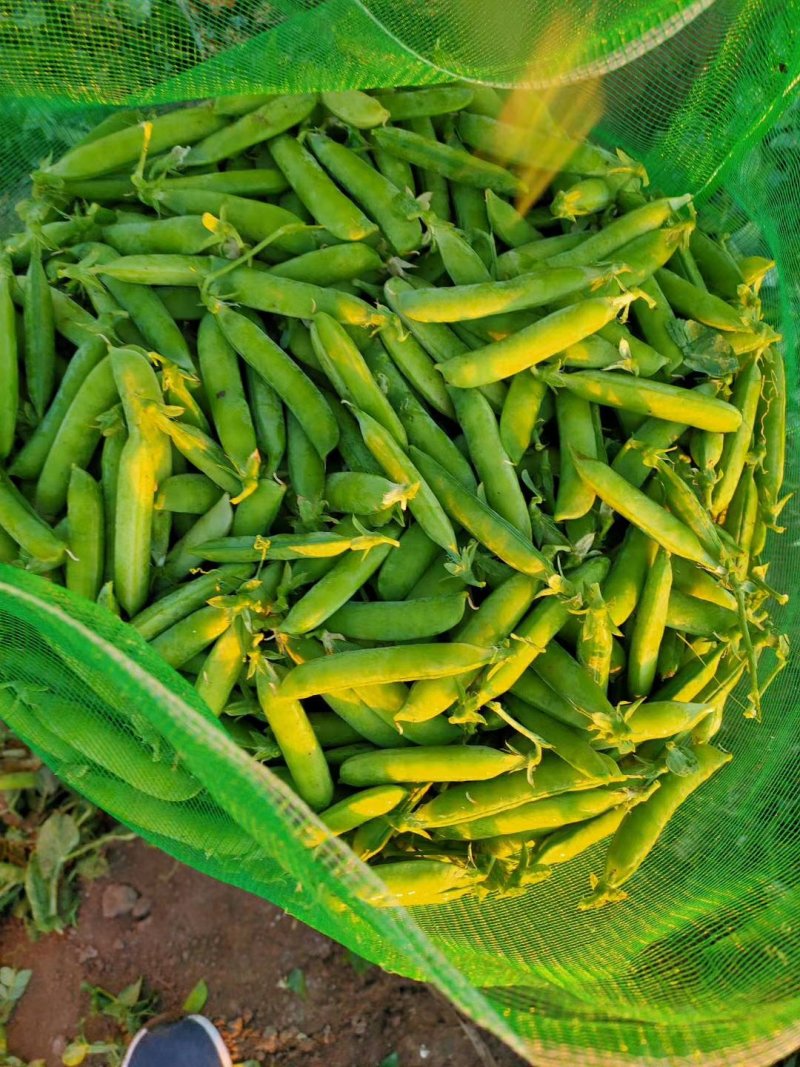 【优质】吉林青豌豆豌豆豌豆荚产地直供