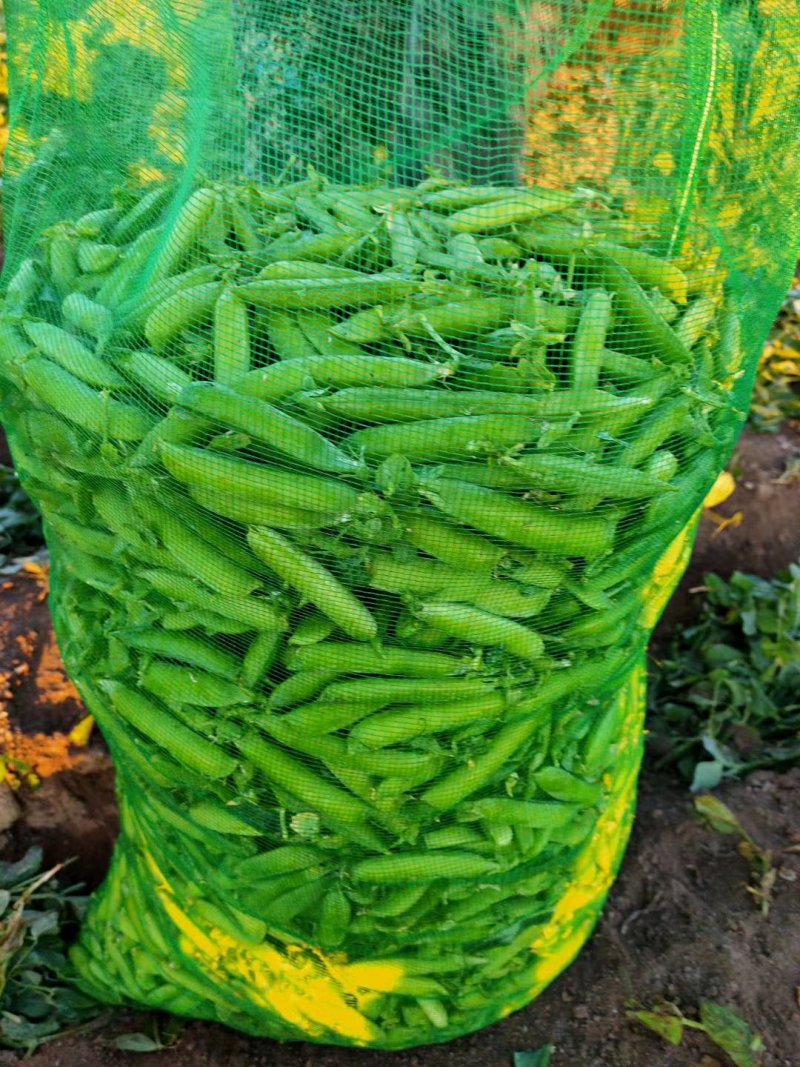 【优质】吉林青豌豆豌豆豌豆荚产地直供