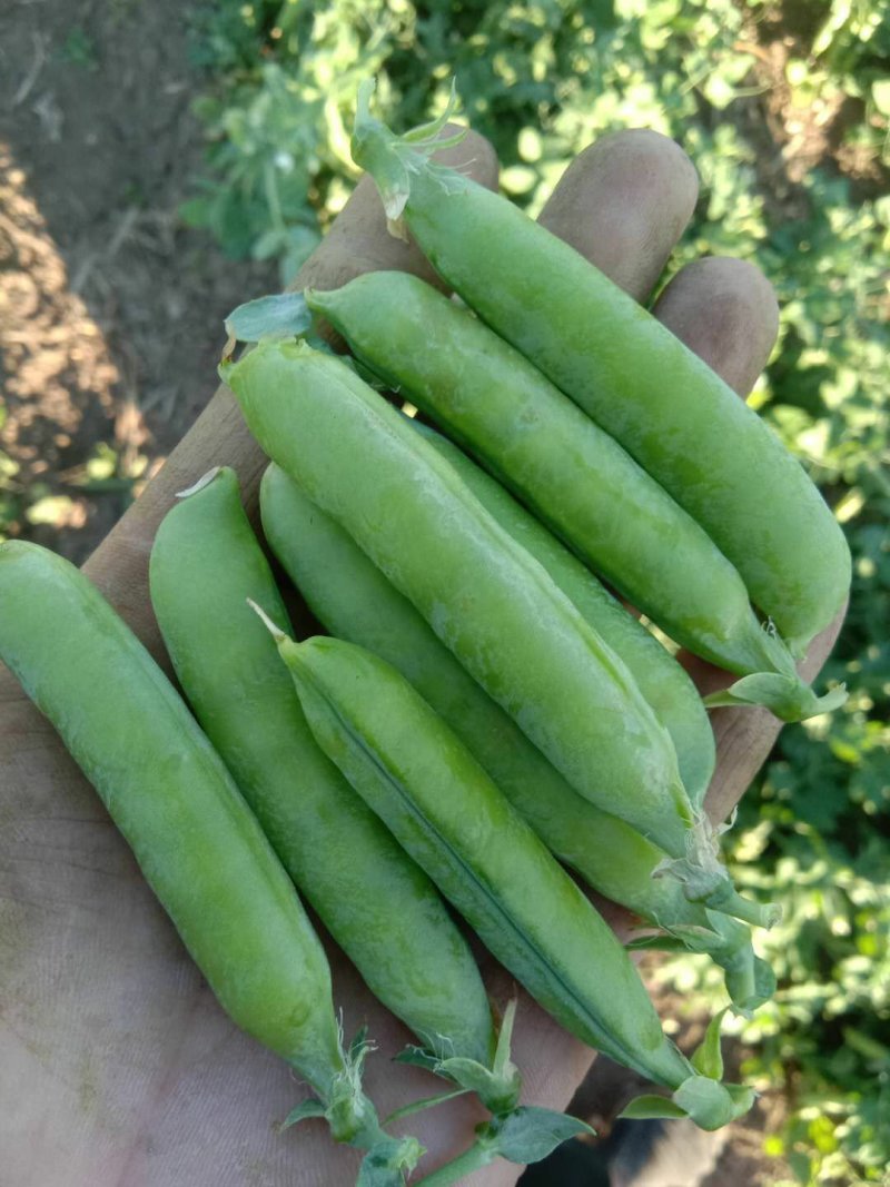 【优质】吉林青豌豆豌豆豌豆荚产地直供